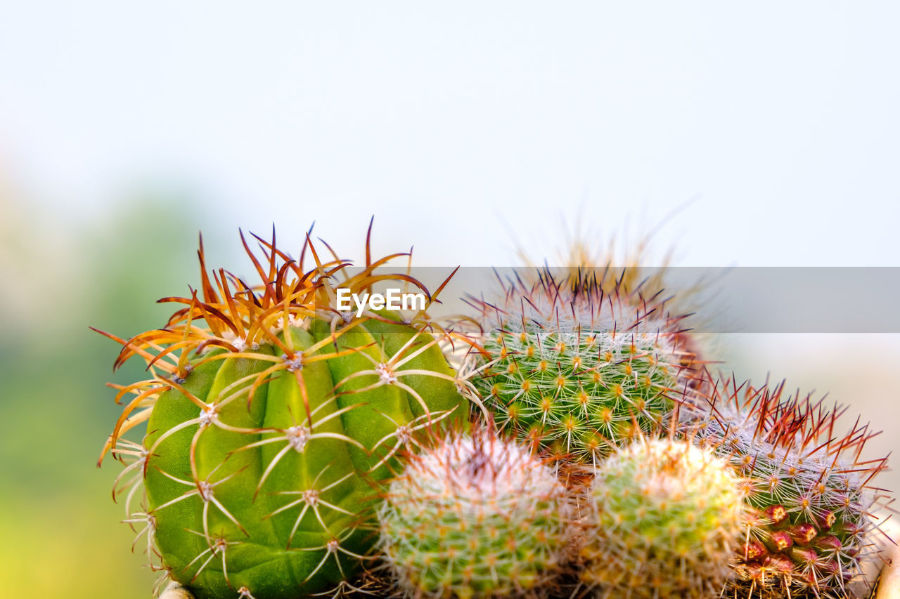 CLOSE-UP OF CACTUS PLANT AGAINST BLURRED BACKGROUND
