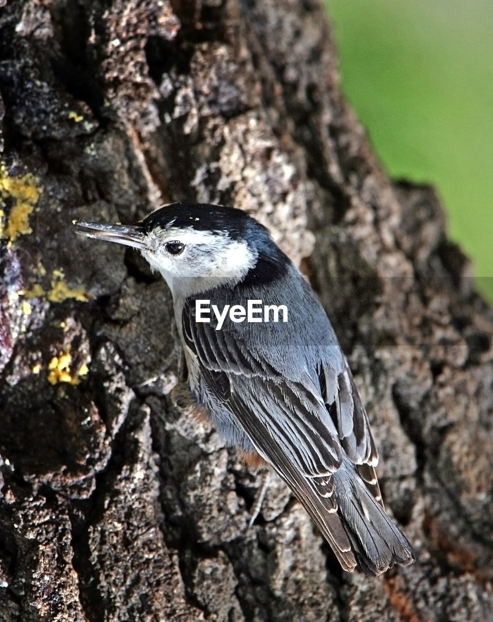 CLOSE-UP OF A BIRD PERCHING ON TREE TRUNK