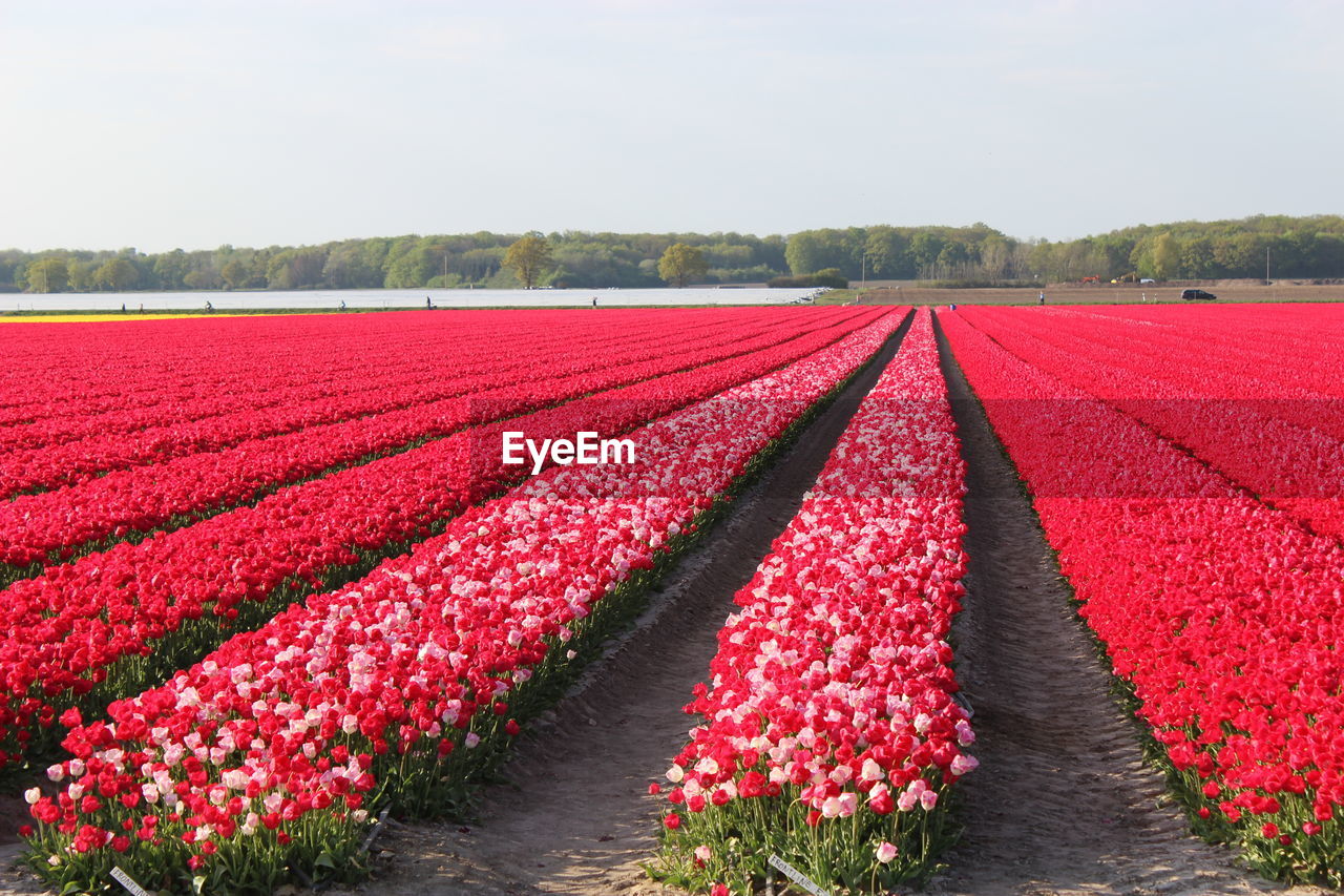 VIEW OF RED FLOWERING PLANTS