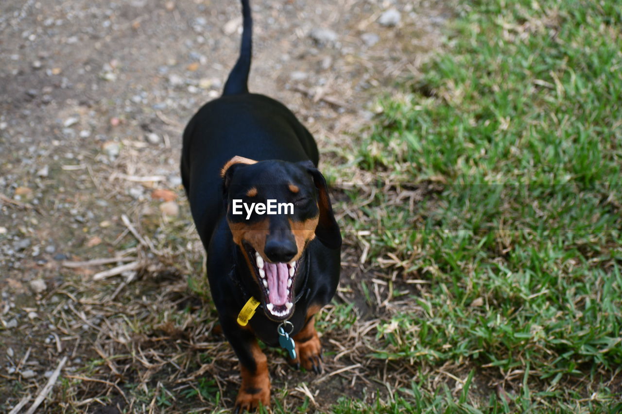 dogs standing on grassy field