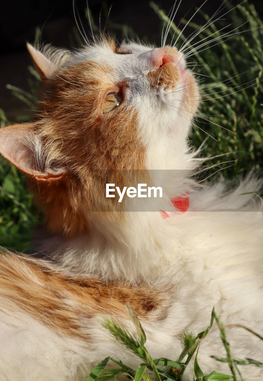 Close-up of a cat tickling the sky with its long whiskers.