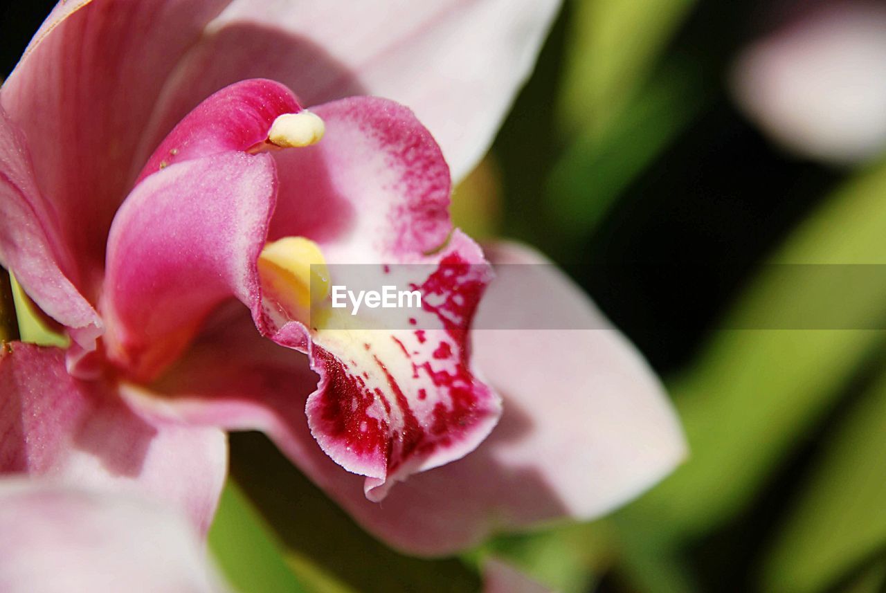 Close-up of pink rose flower