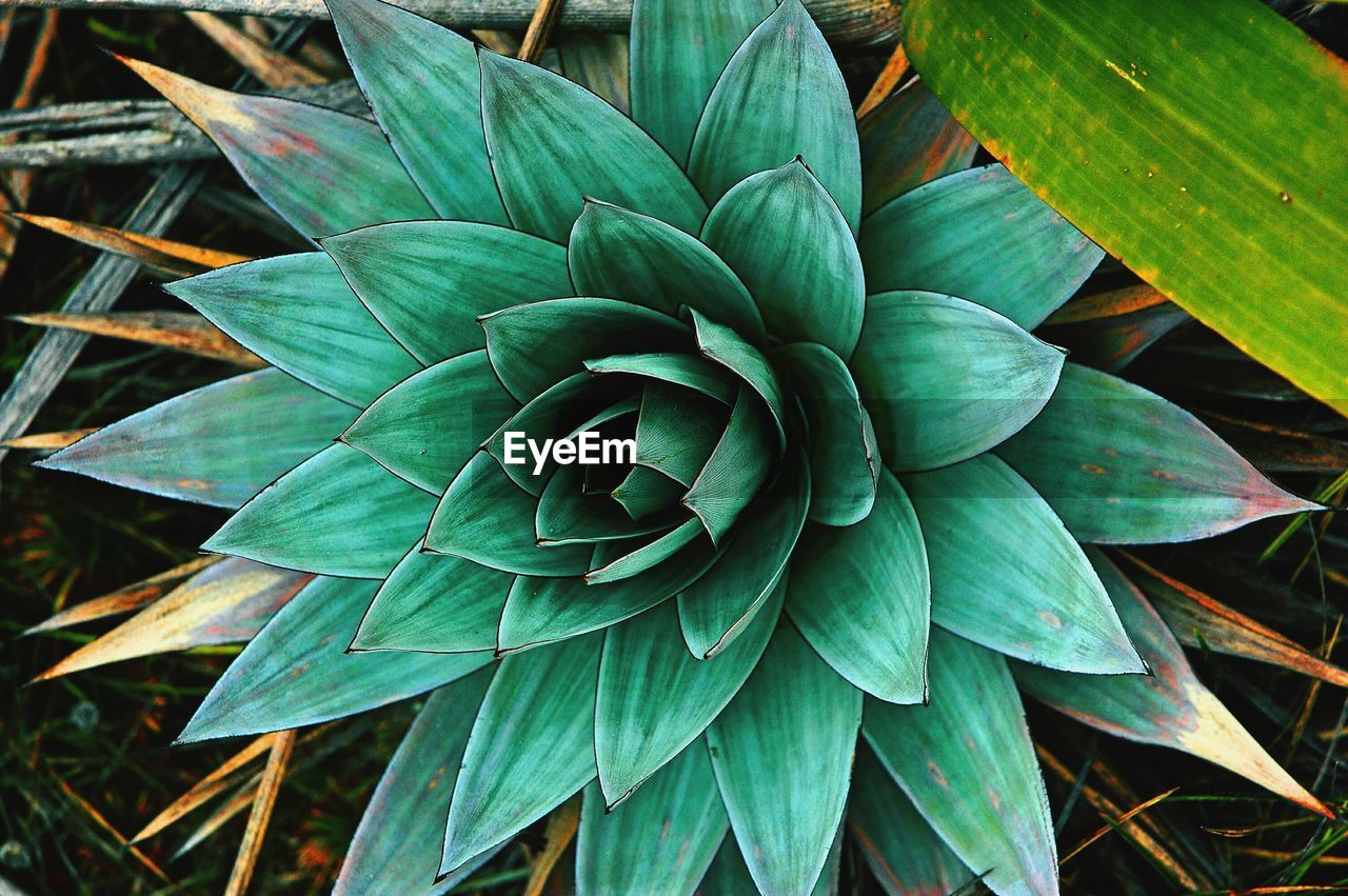 CLOSE-UP OF LEAVES