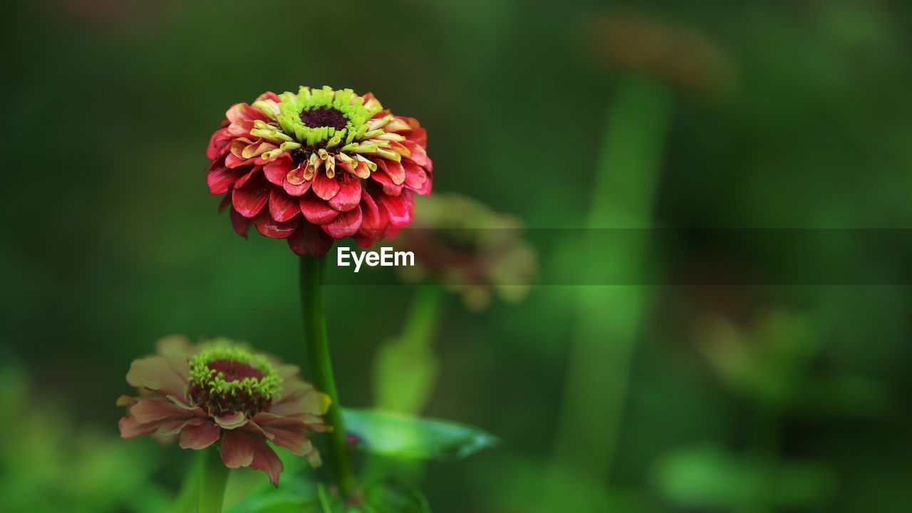 Close-up of red flowering plant