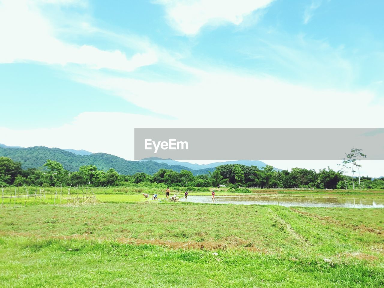 SCENIC VIEW OF GRASSY FIELD AGAINST SKY