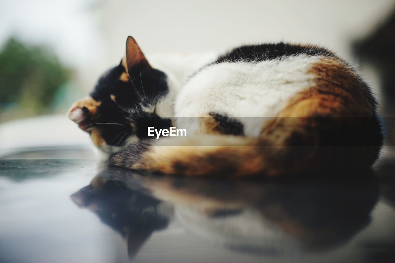 Close-up of tortoiseshell cat sleeping on car roof