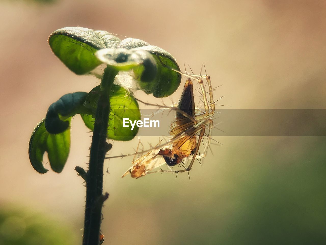 Close-up of insect on plant