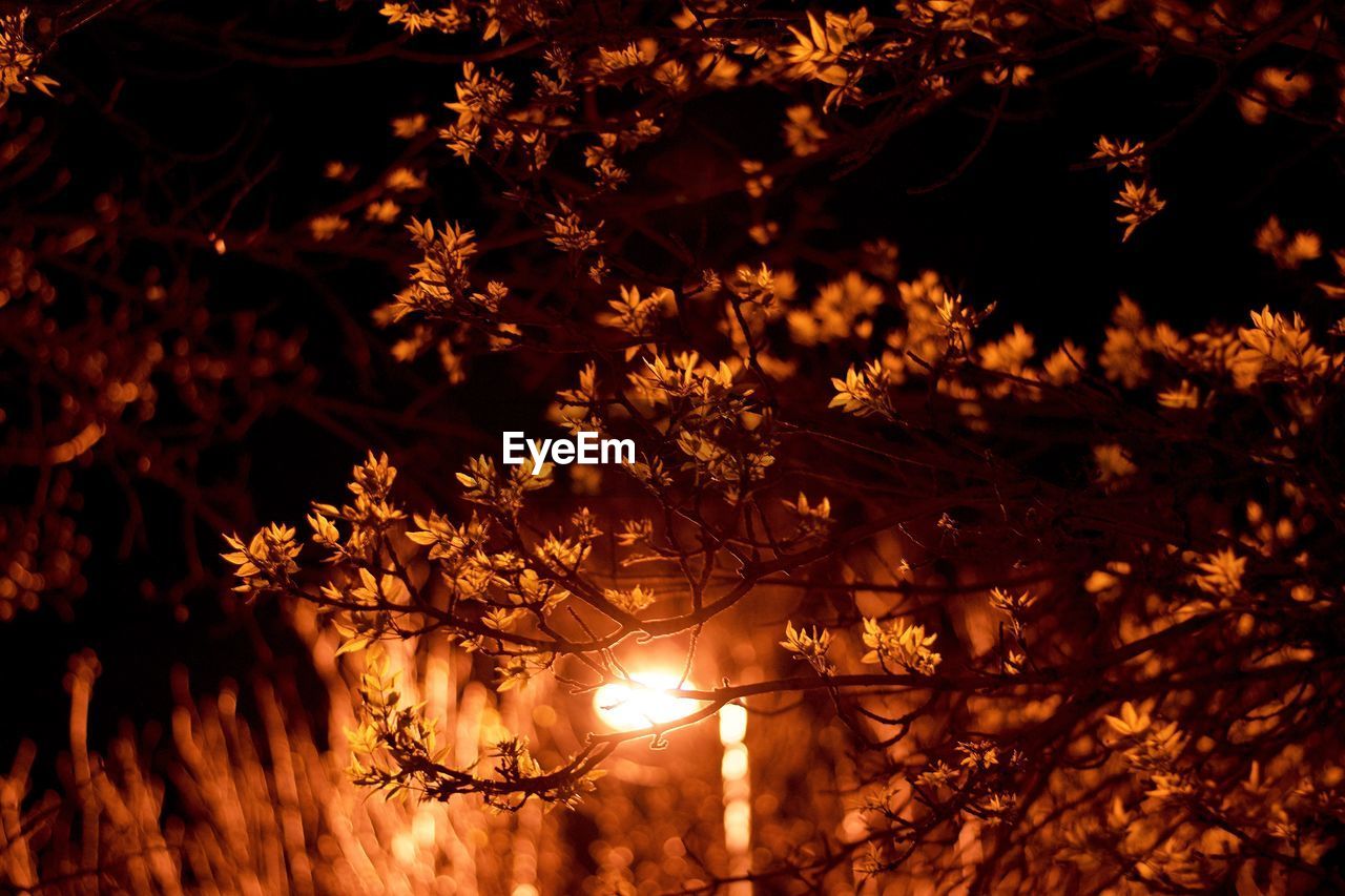 Light falling on tree branches at night