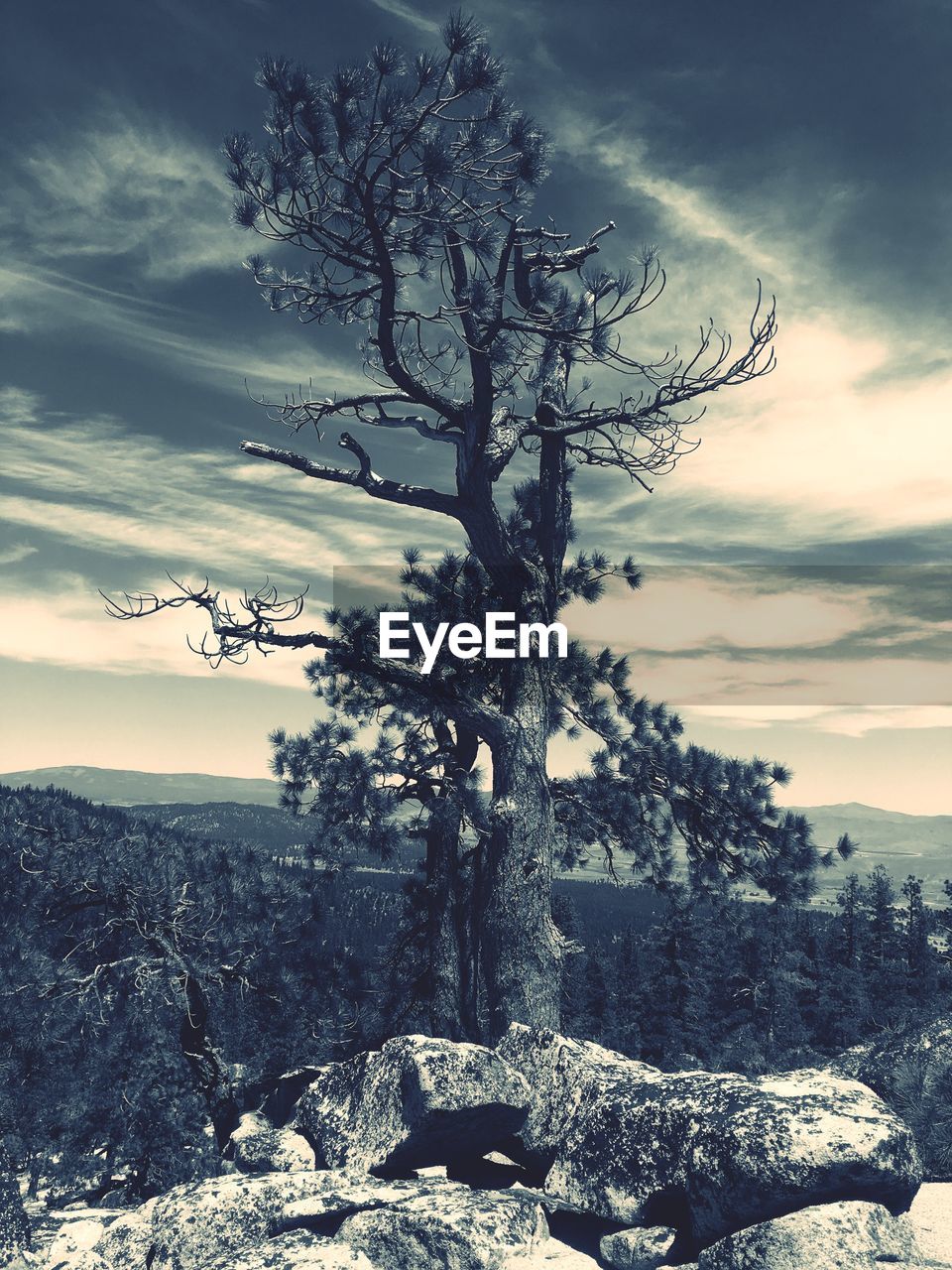 CLOSE-UP OF TREES AGAINST SKY