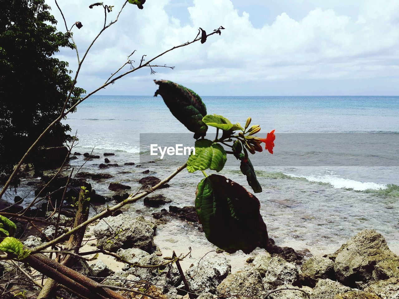 BIRD PERCHING ON SHORE AGAINST SEA