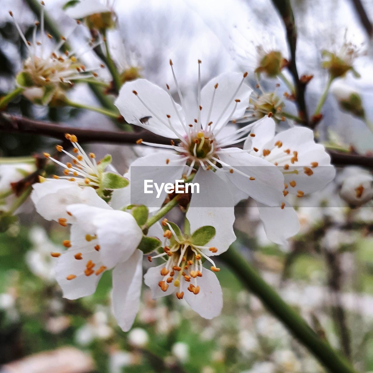 APPLE BLOSSOMS IN SPRING