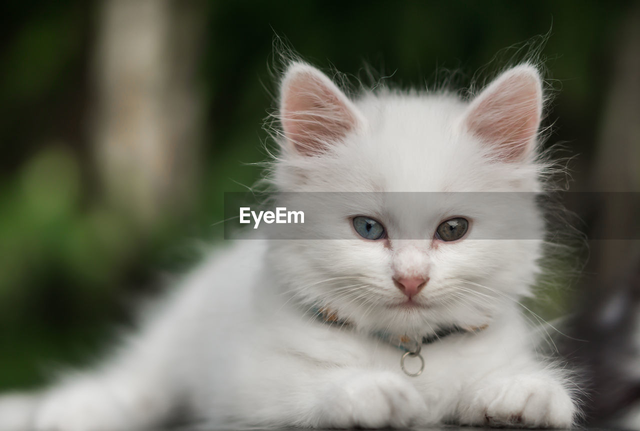 Close-up portrait of cat