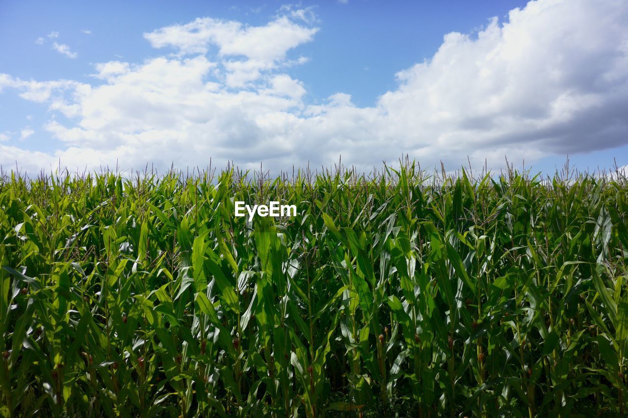 Crops growing on field against sky