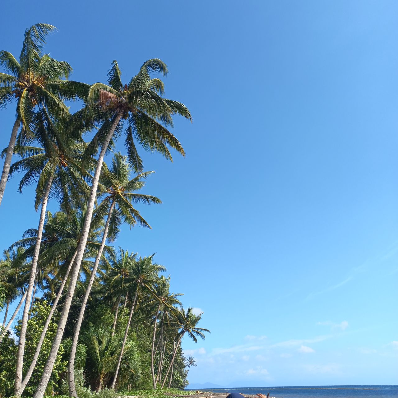 plant, tree, sky, blue, nature, branch, no people, growth, day, clear sky, beauty in nature, low angle view, palm tree, spruce, coniferous tree, outdoors, tropical climate, leaf, pine tree, flower, pinaceae, tranquility, sunny, green, copy space, scenics - nature, environment