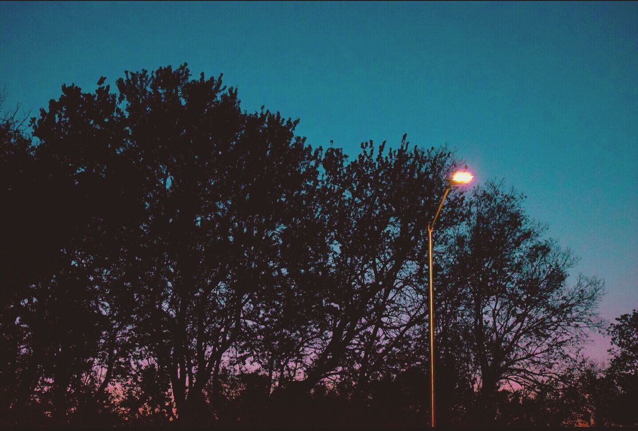 Low angle view of trees against sky at night