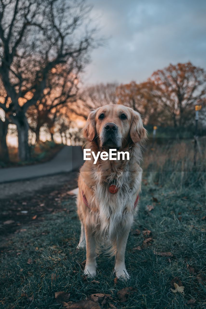 Cute dog on field during sunset