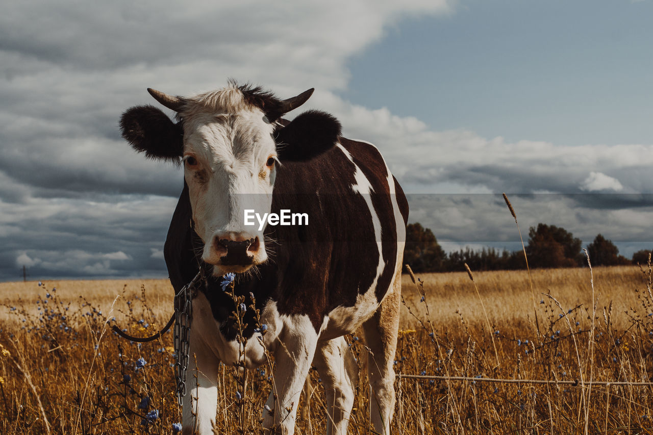 Portrait of cow on field