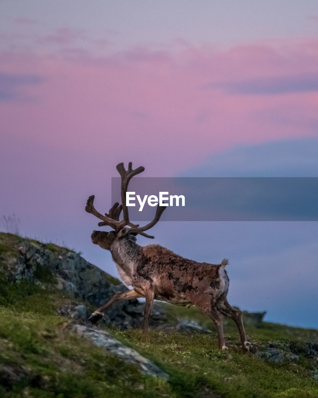 Deer standing on land against sky