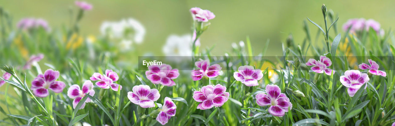 plant, flower, flowering plant, beauty in nature, grass, freshness, nature, pink, green, growth, close-up, field, springtime, no people, fragility, land, purple, petal, meadow, flower head, outdoors, prairie, inflorescence, focus on foreground, summer, environment, day, plant part, blossom, flowerbed, leaf, plain, landscape, sunlight, selective focus, multi colored, tranquility, wildflower, botany, plant stem, tulip, grassland, non-urban scene