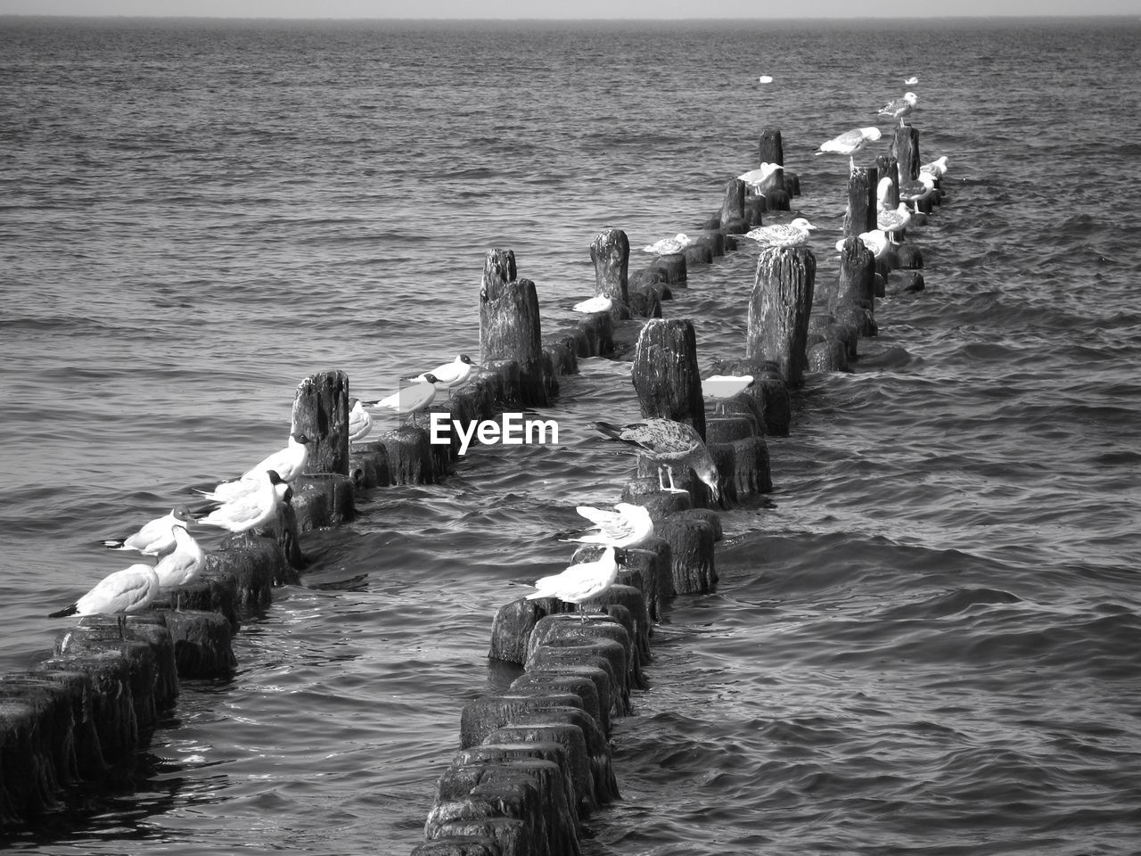 Seagulls perching on wooden post in sea