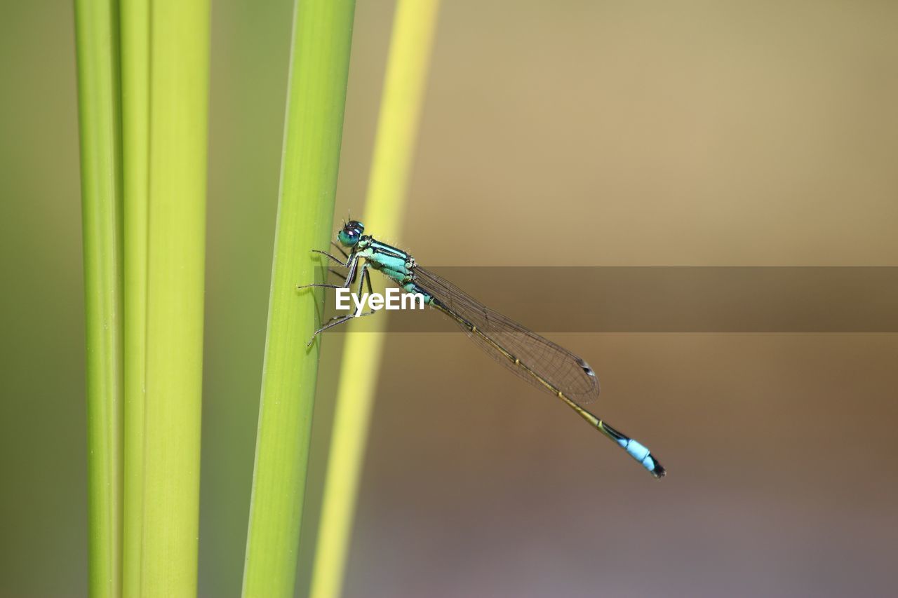 Close-up of damselfly on reed