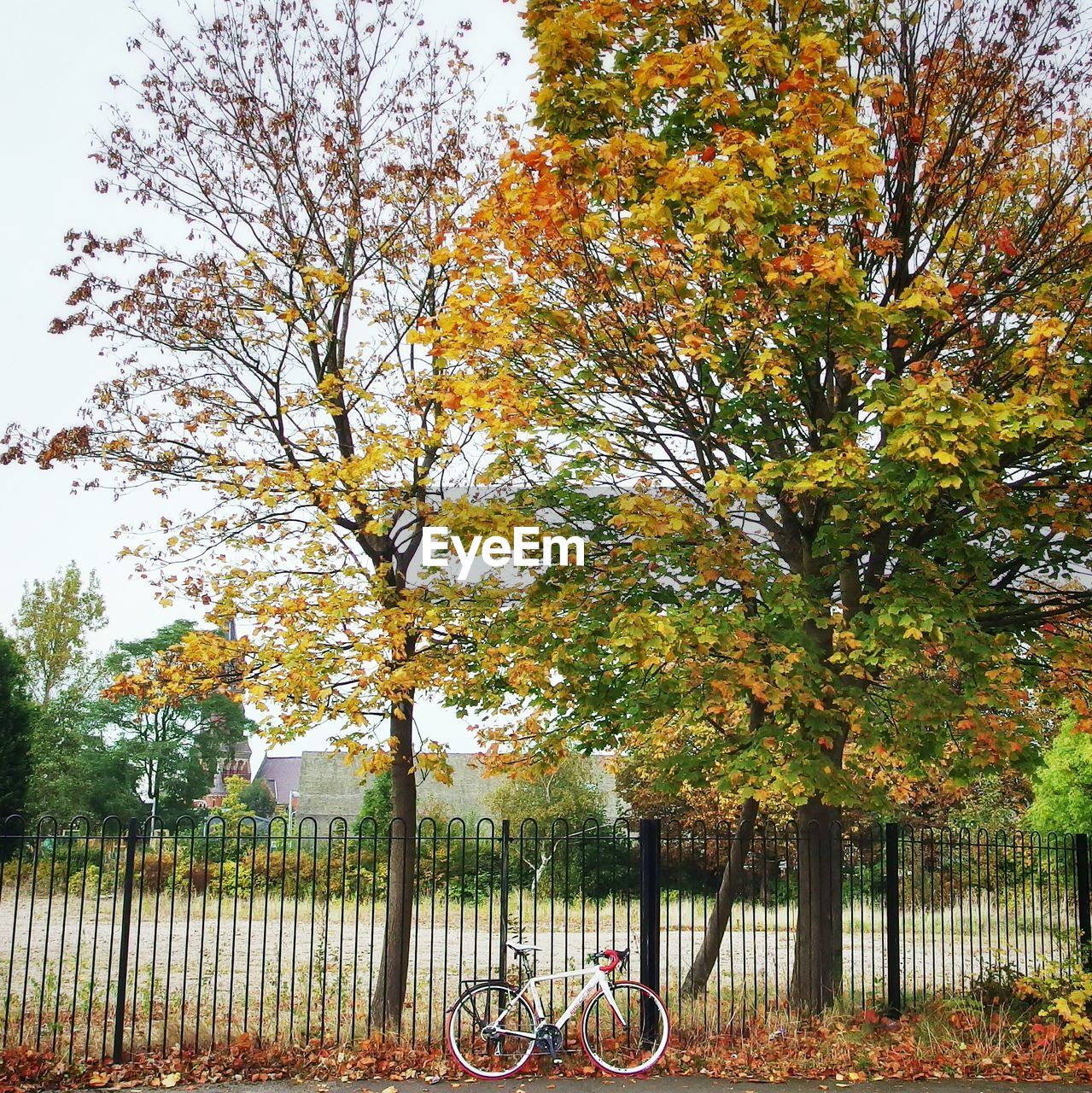 Bicycle parked against railings with autumn trees