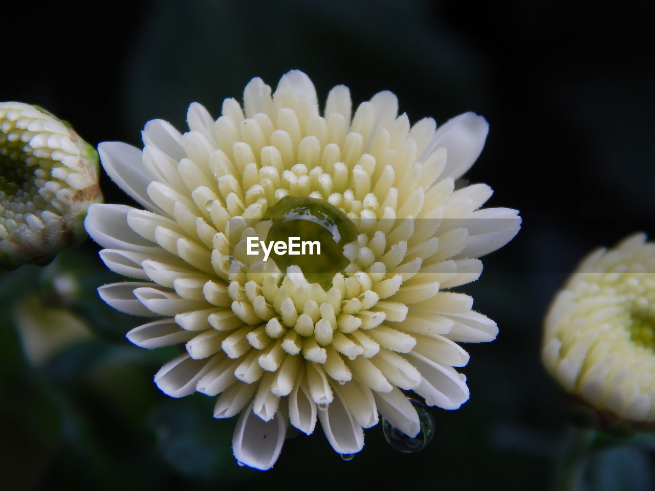 Close-up of dew drop on white chrysanthemum