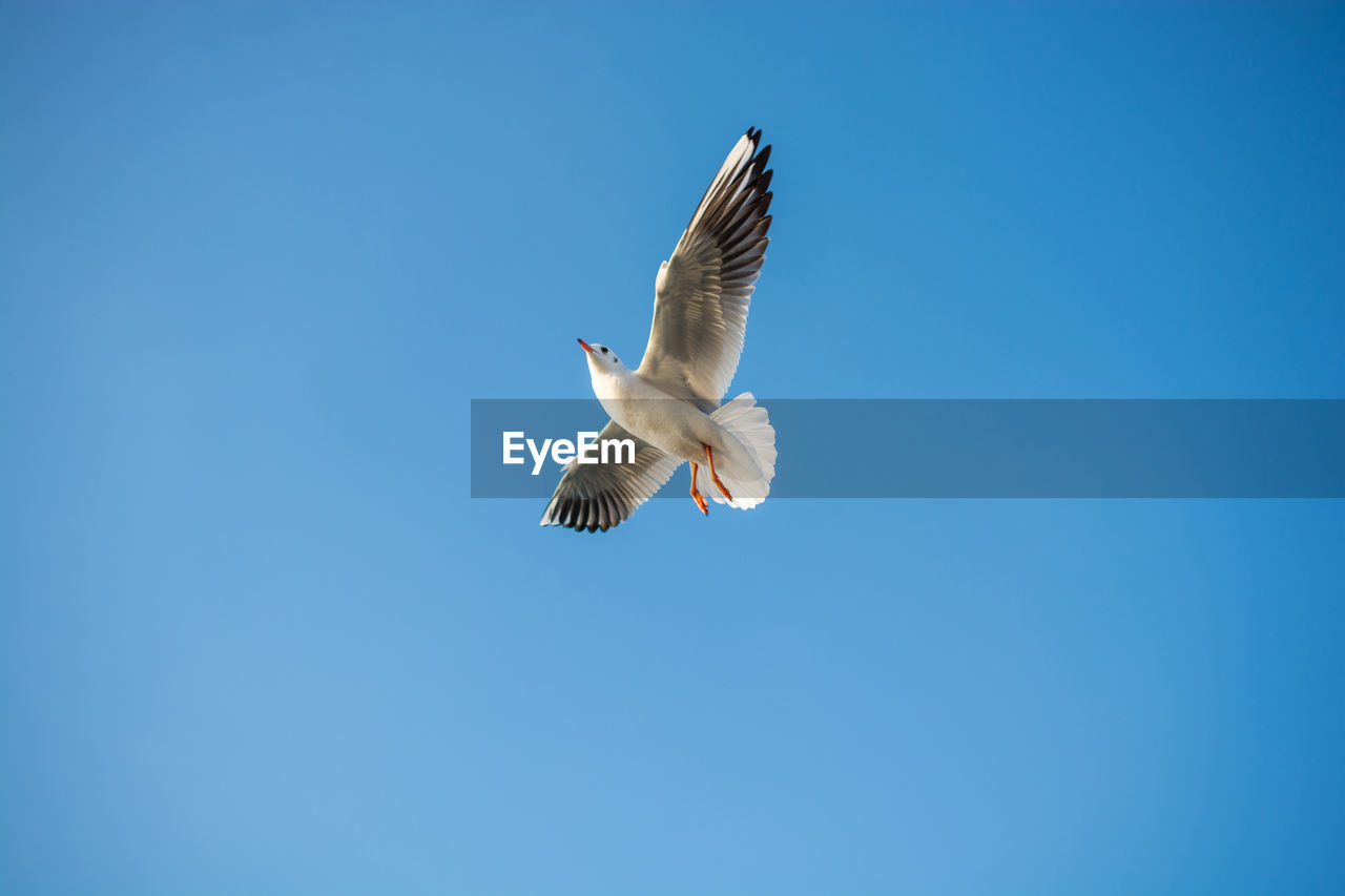 LOW ANGLE VIEW OF SEAGULLS FLYING AGAINST CLEAR BLUE SKY