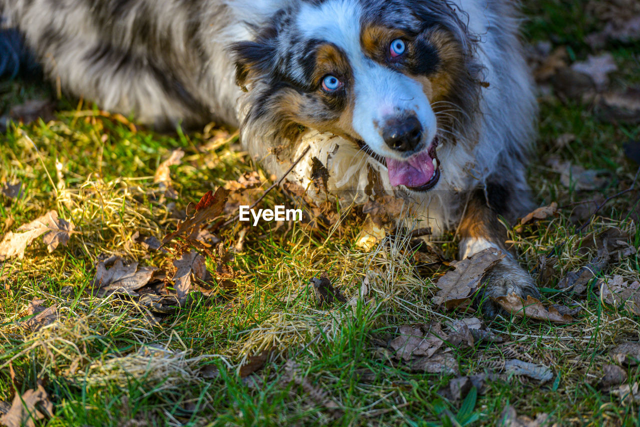 one animal, animal themes, dog, animal, canine, mammal, pet, domestic animals, portrait, grass, plant, no people, nature, looking at camera, puppy, land, day, animal body part, field, outdoors
