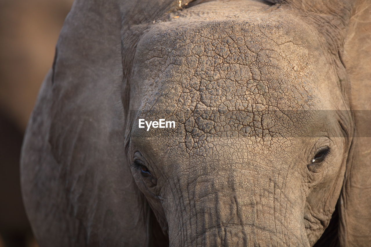 CLOSE-UP OF ELEPHANT IN PARK