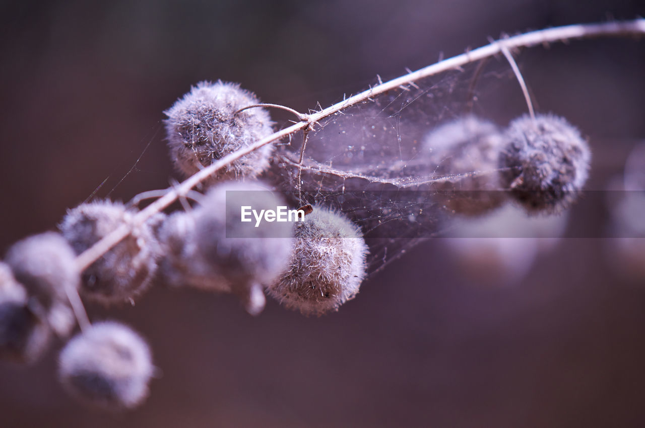 Cobweb on plant against blurred background