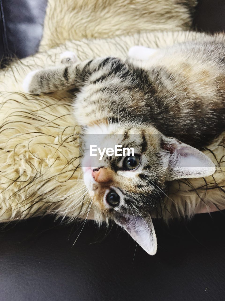 CLOSE-UP OF A CAT LYING ON THE FLOOR