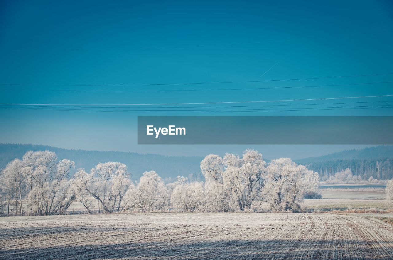 Trees on field against blue sky