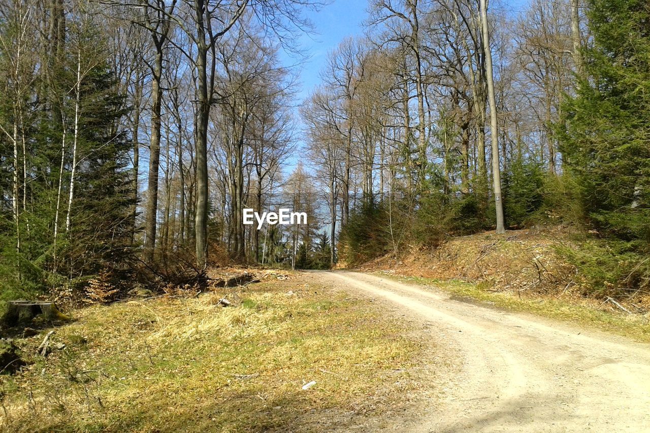 VIEW OF BARE TREES IN FOREST