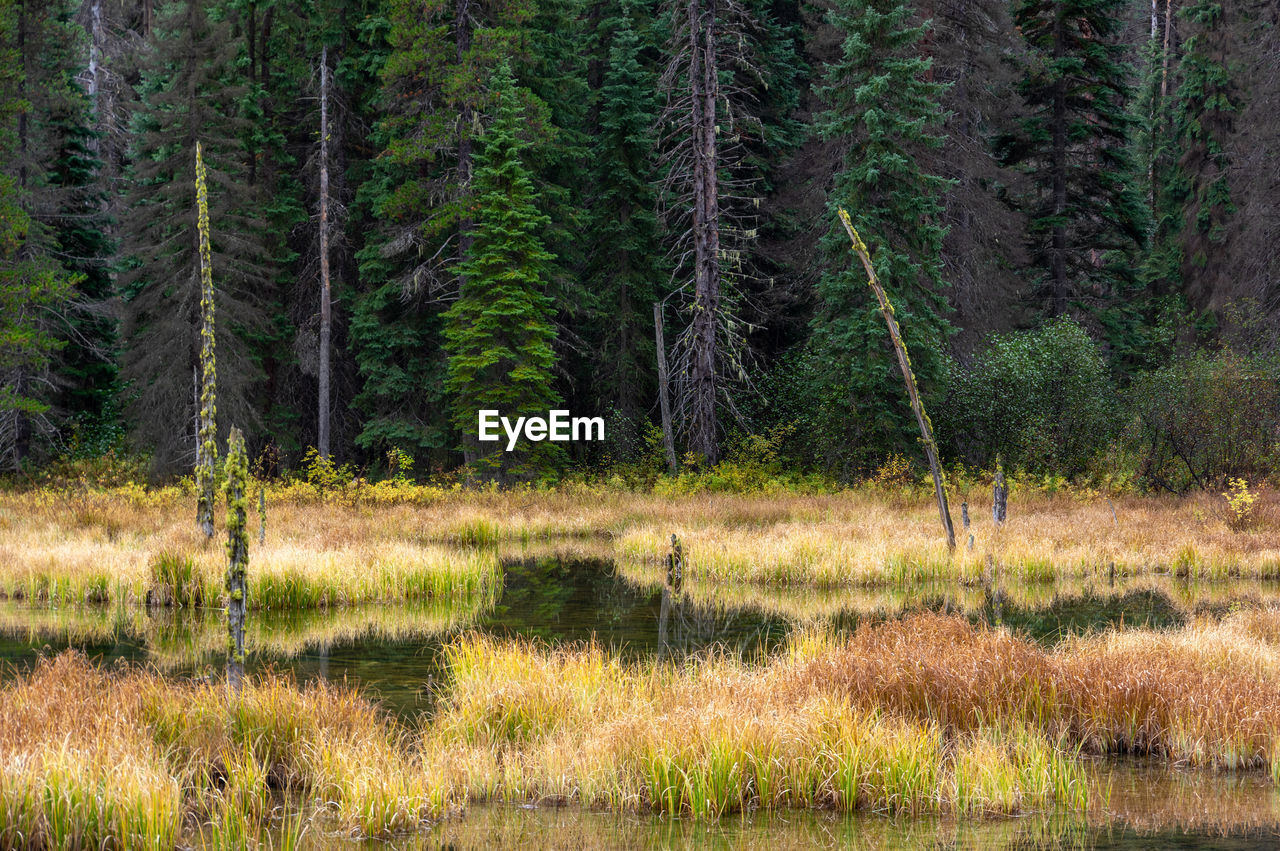 Pine trees in forest