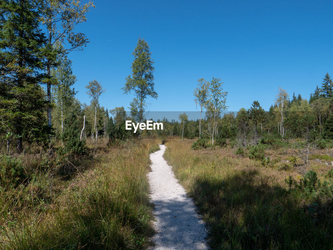 Footpath amidst trees against sky