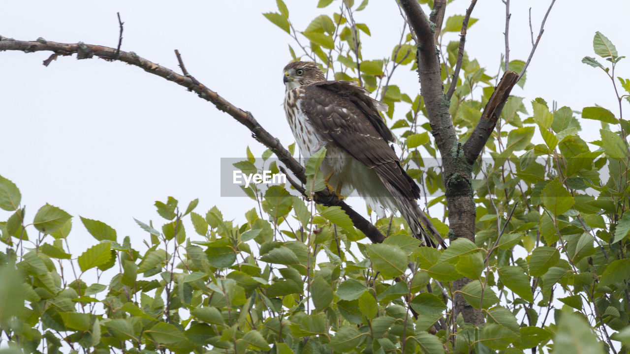 LOW ANGLE VIEW OF BIRD PERCHING ON A TREE