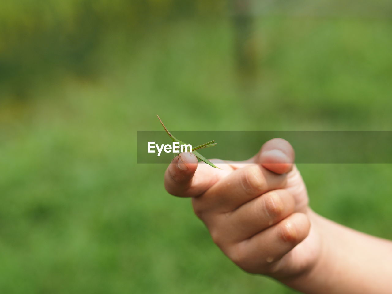 CLOSE-UP OF A INSECT ON HAND