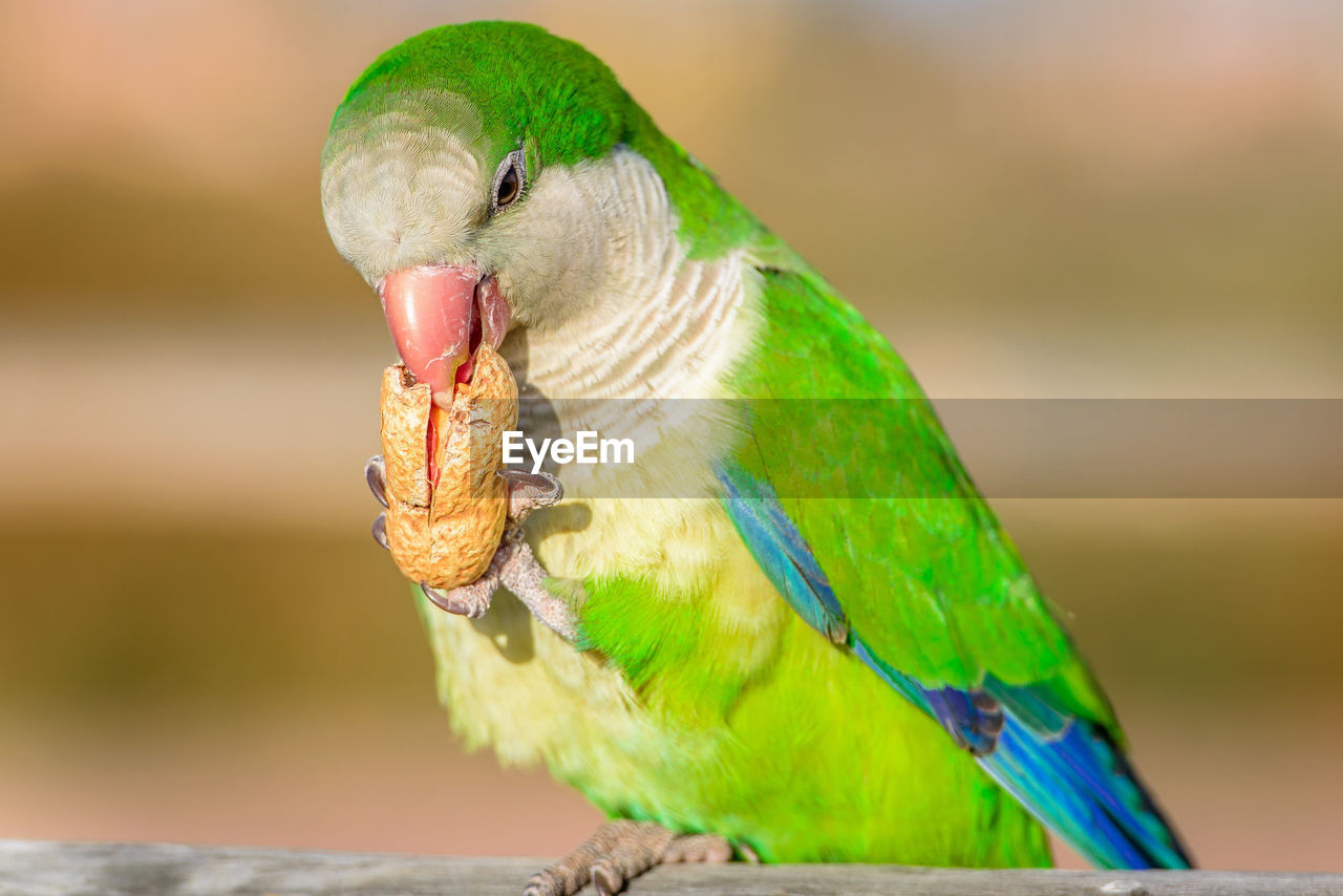 Close-up of parrot perching on leaf