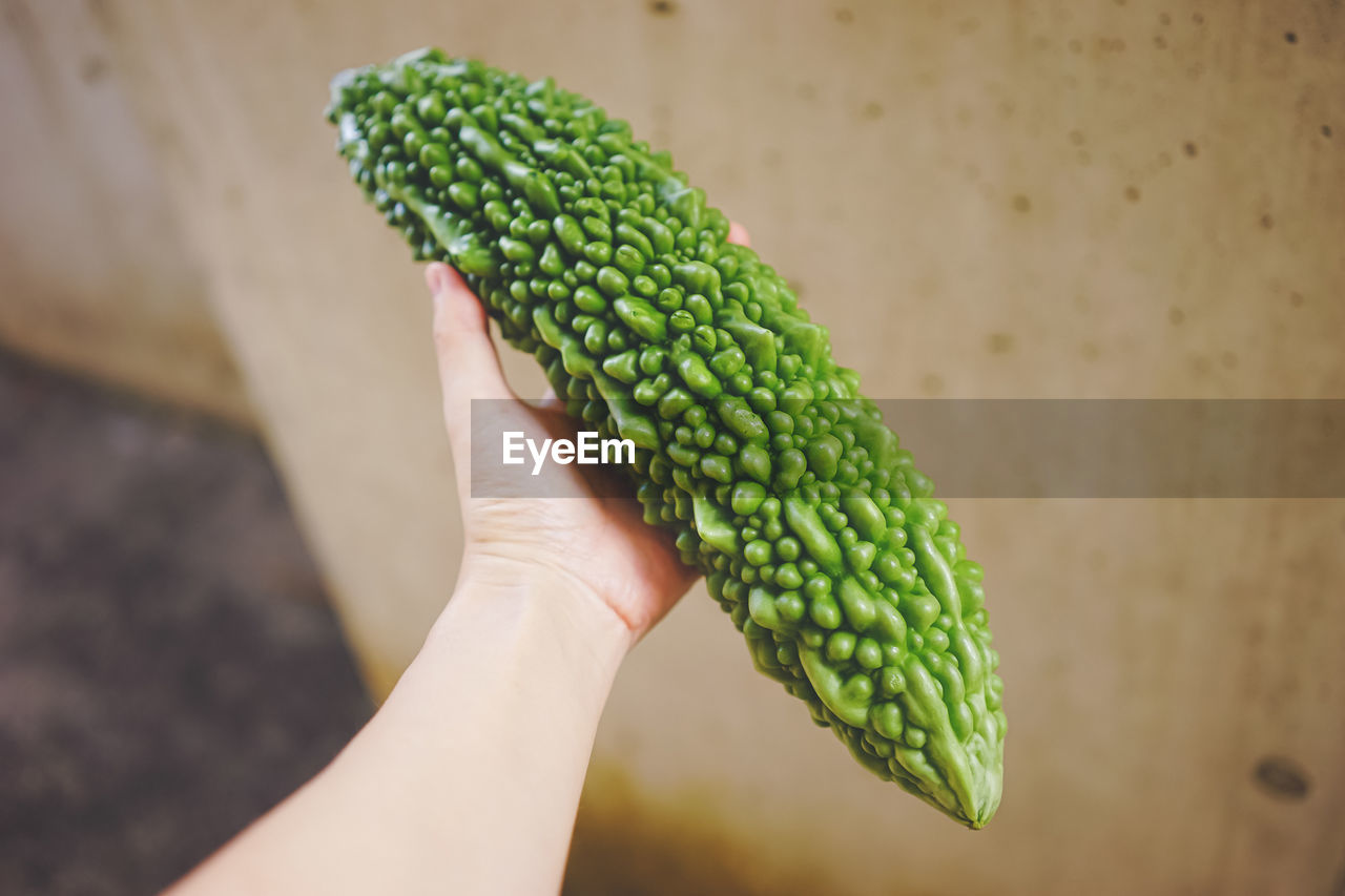 green, hand, one person, food, food and drink, healthy eating, holding, wellbeing, vegetable, freshness, leaf, yellow, produce, adult, plant, flower, close-up, momordica charantia, organic, nature, women, focus on foreground, indoors, lifestyles, fruit, macro photography, day, agriculture