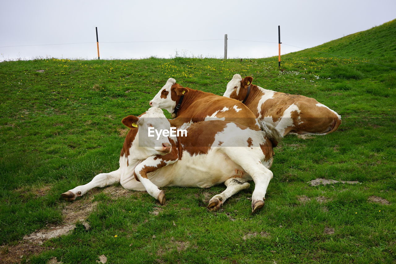 HERD OF COW ON FIELD