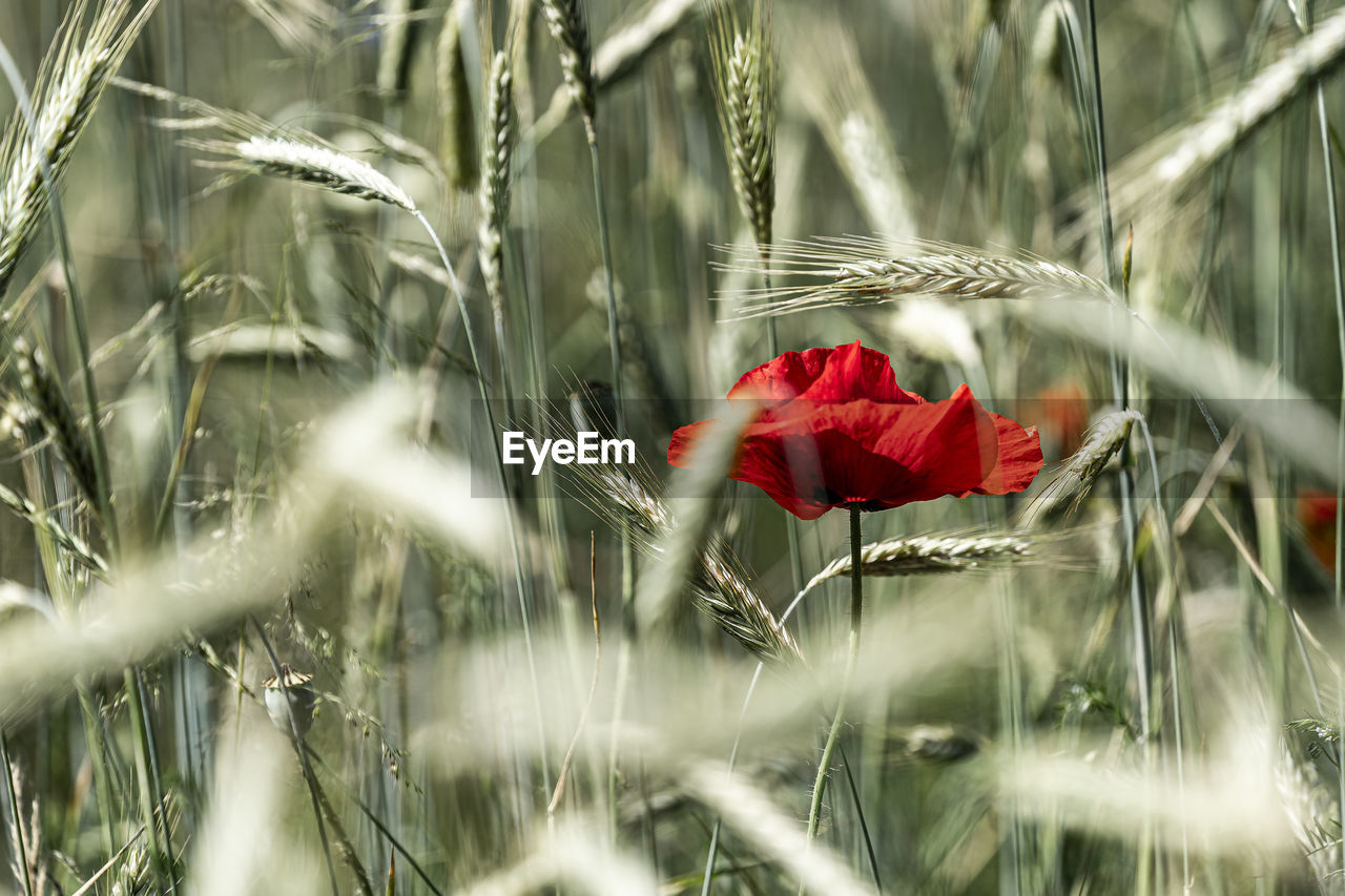 CLOSE-UP OF RED POPPIES ON FIELD