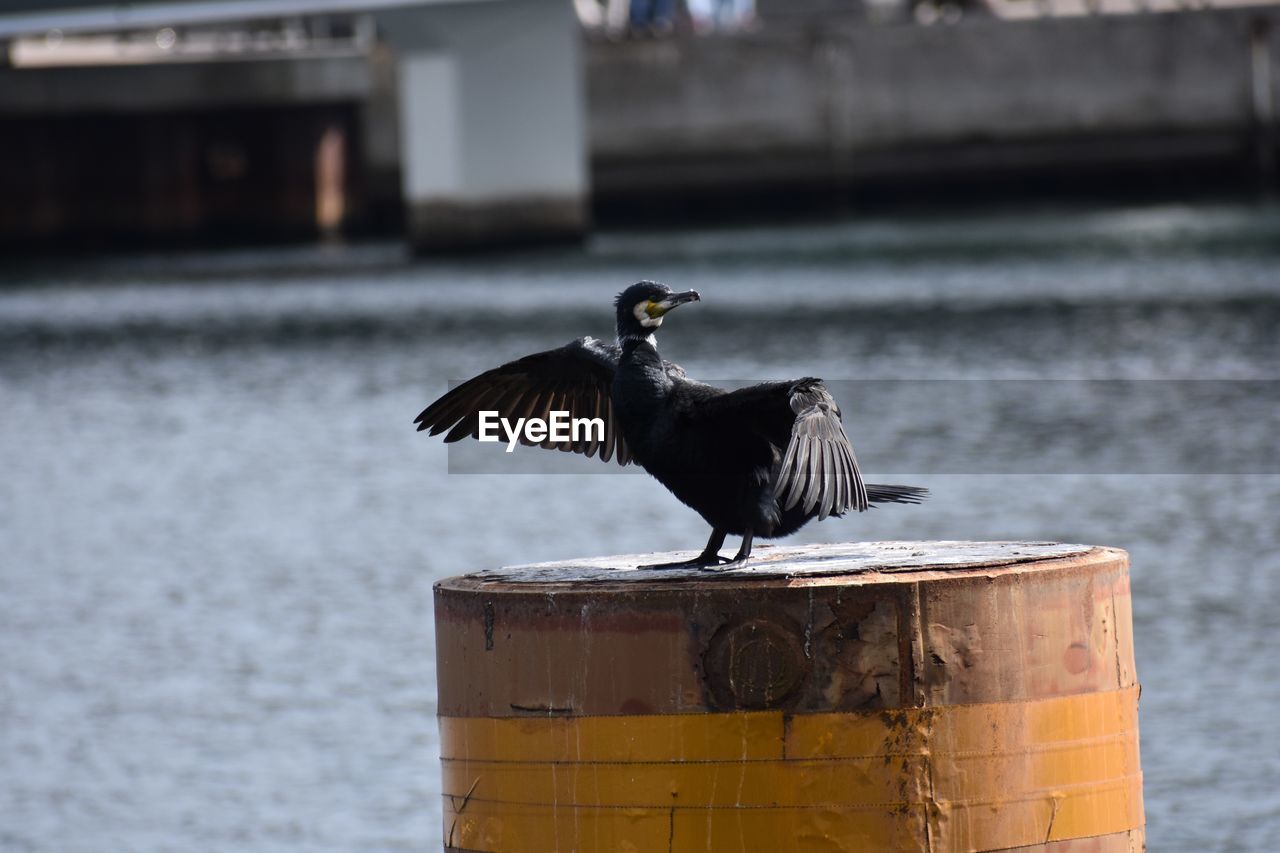 Bird perching on wooden post