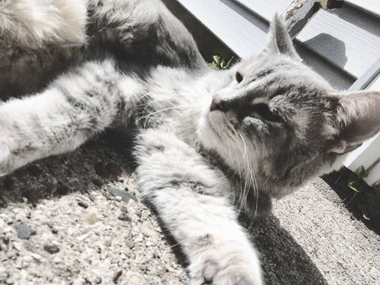 CLOSE-UP OF CAT SLEEPING ON BED