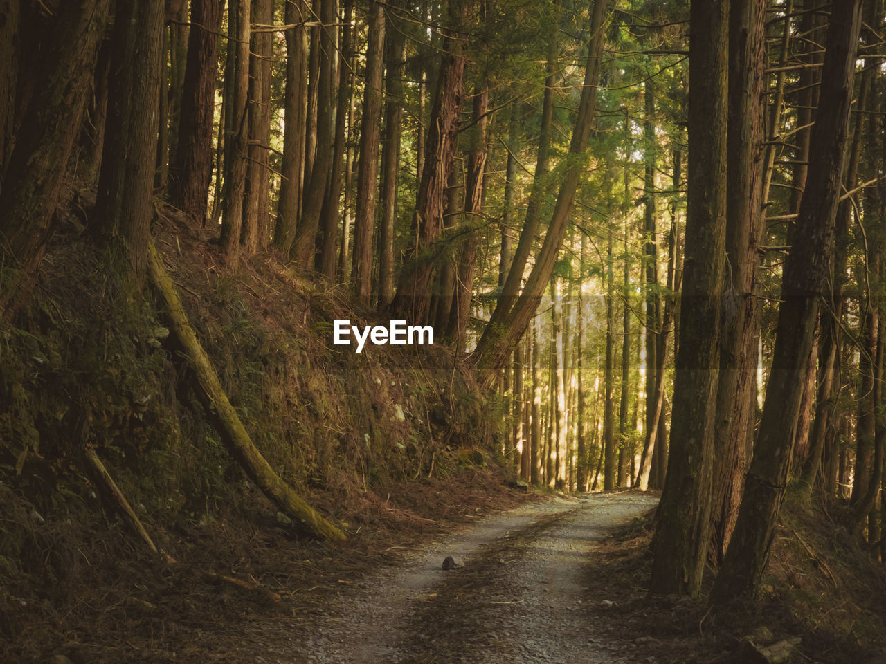 Dirt road amidst trees in forest