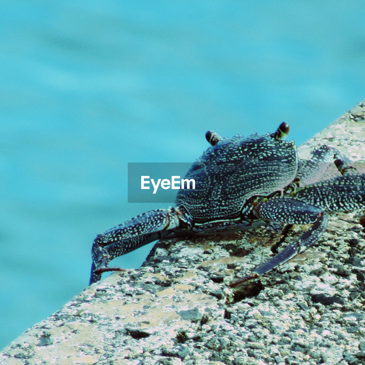 CLOSE-UP OF TURTLE IN WATER