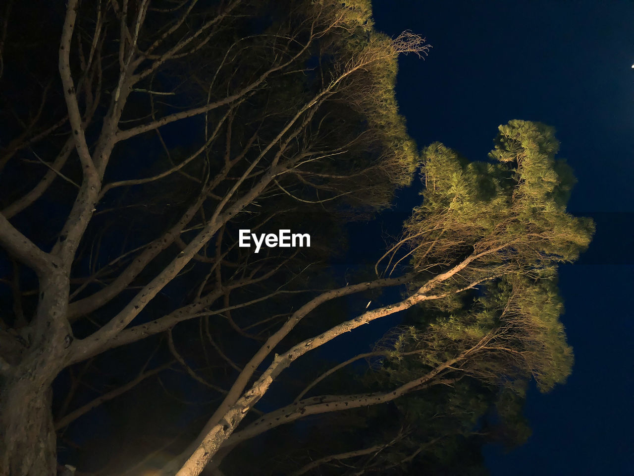 LOW ANGLE VIEW OF BARE TREE