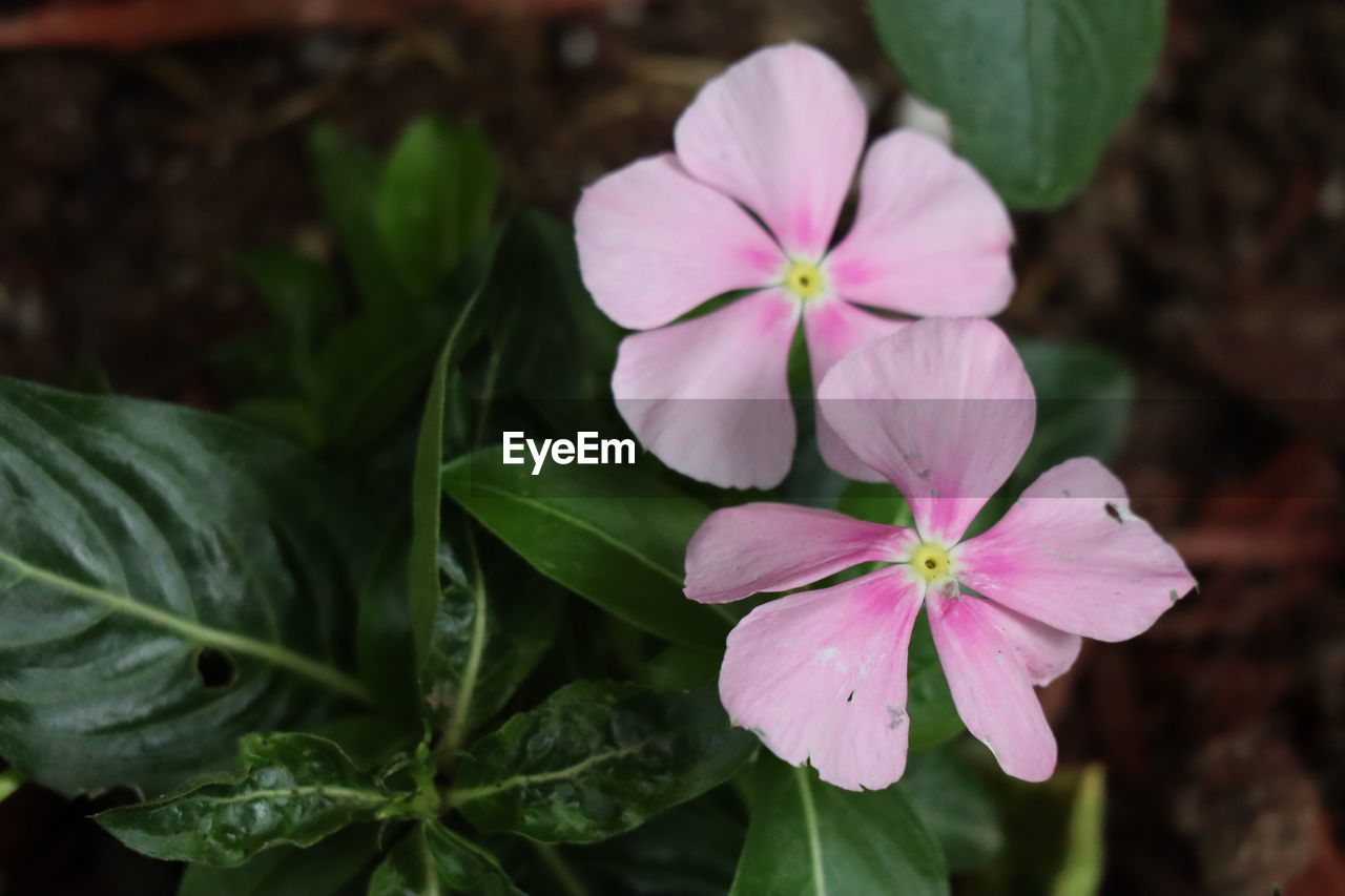 CLOSE-UP OF PURPLE FLOWERING PLANT