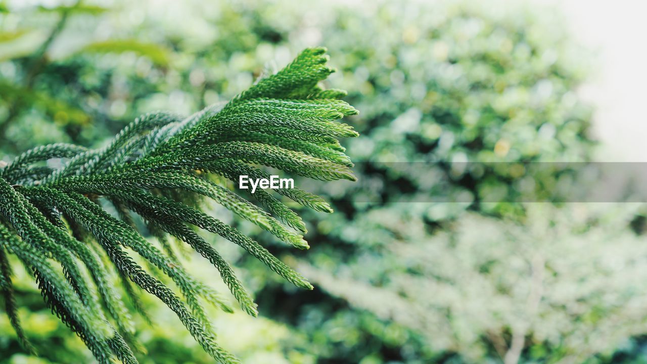 Close-up of pine tree