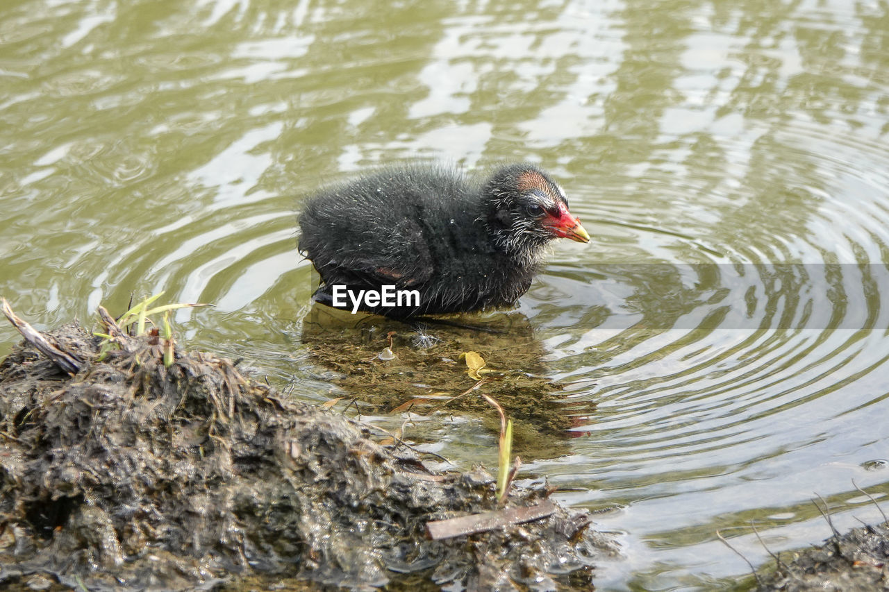 HIGH ANGLE VIEW OF DUCK IN LAKE